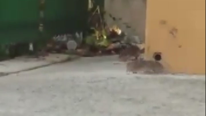 Favara. Topi in via Olanda, vicino alla scuola
