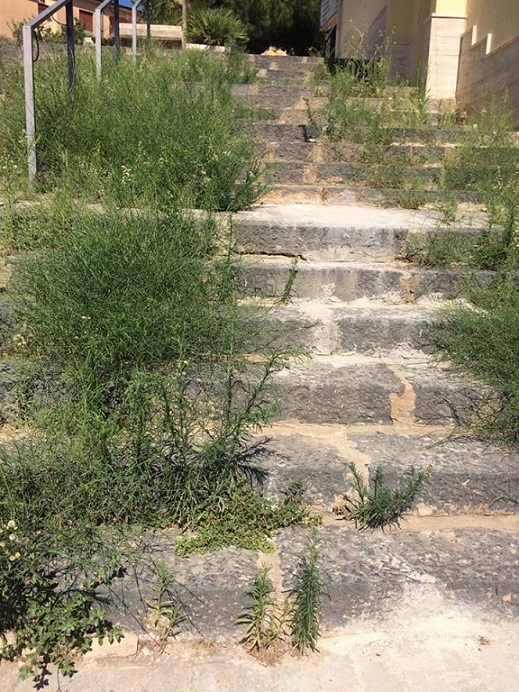 Folta vegetazione nella scalinata di via Piemonte, a Favara. La segnalazione di una cittadina