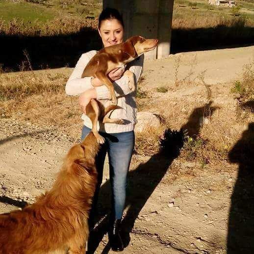 Favara. ''In pochi giorni sono sparite decine di cani'', una volontaria lancia l'allarme