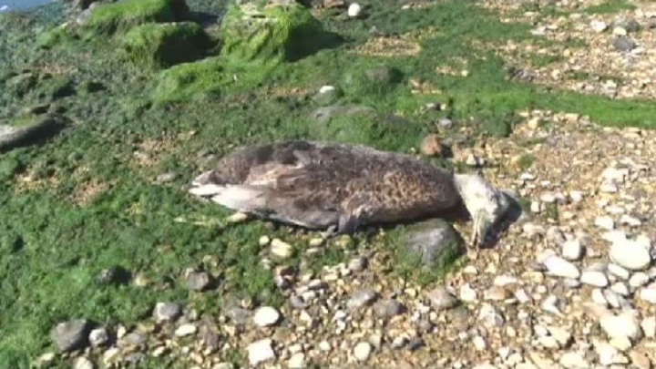 Uccelli morti o agonizzanti al fiume Akragas. MareAmico: ''Qualcuno li ha avvelenati''