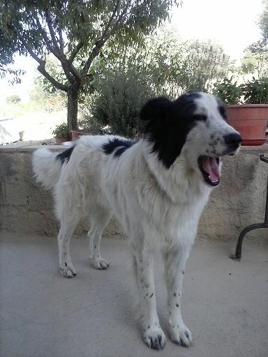 Cercasi amico a quattro zampe. Si chiama Cesare