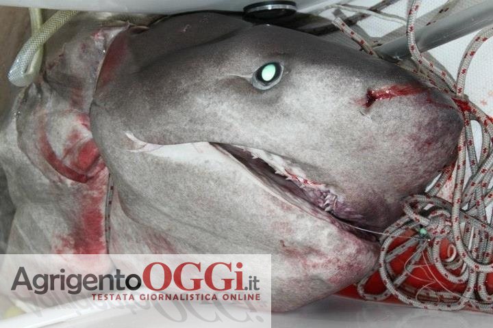 Grosso Squalo Volpe pescato a San Leone
