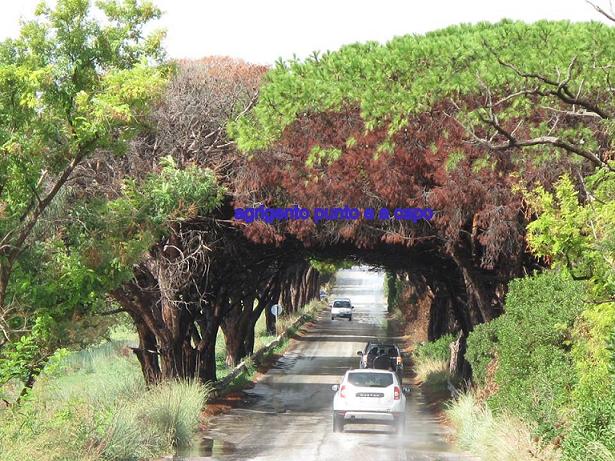 Agrigento, cura del verde pubblico. Nota di Agrigento Punto e a Capo