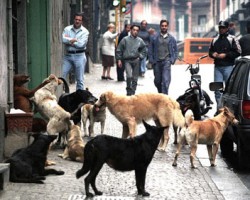Curiosa iniziativa nel Siracusano, se adotti un randagio niente Tares