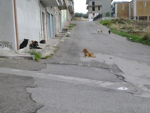 Randagismo a Villaggio Peruzzo. Aggredito da un branco un bambino della zona