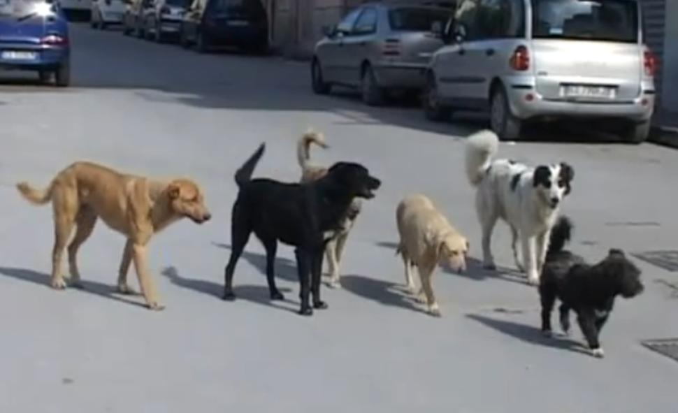 Favara: cani randagi minacciano la pubblica sicurezza