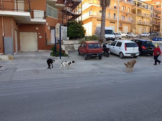 Cani randagi a Favara. Nota del consigliere comunale UDC Giuseppe Grova