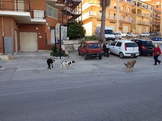 Fenomeno randagismo a Favara. Incontro oggi nella stanze del Comune di Piazza Cavuor