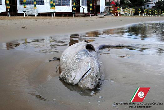 Grosso cetaceo avvistato ieri sulle coste di Realmonte. Le operazioni di rimozione si sono concluse nel pomeriggio