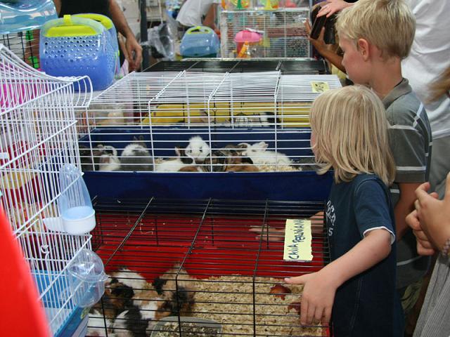 Favara, addio alla fiera degli animali in Via Agrigento