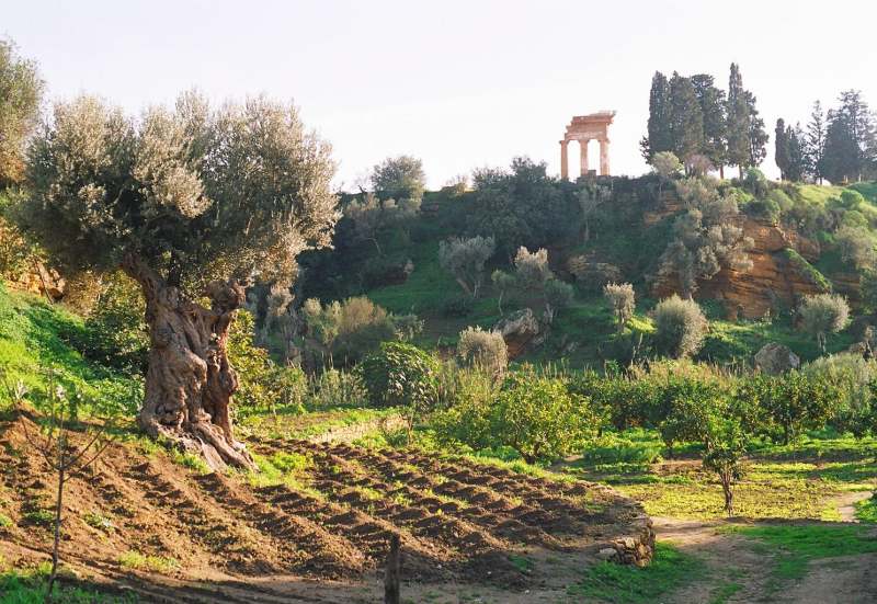 Cresce il turismo nel giardino della Kolymbetra