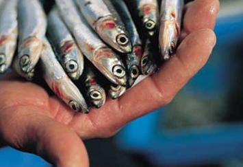 72esima Fiera Internazionale di Ancora. A Lampedusa il premio del miglior pesce