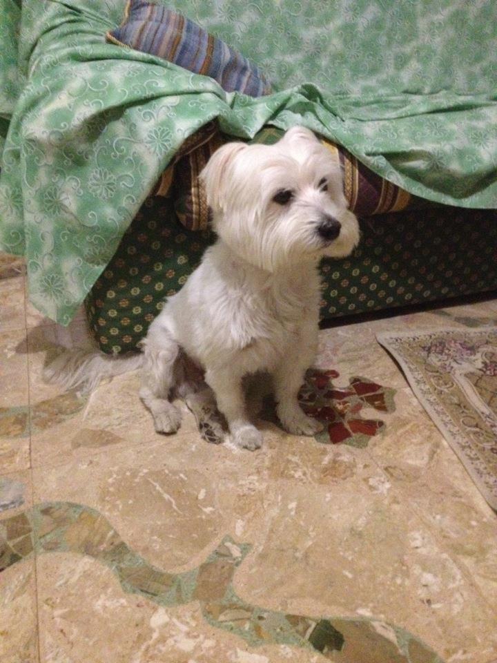 Favara, scomparso esemplare di White Terrier, i proprietari promettono ricompensa