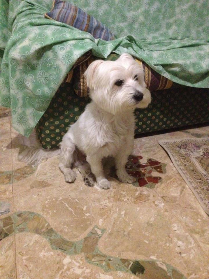 Spalmen e' ritornato a casa. Il Cagnolino e' stato trovato in C.da Pirciata a Favara