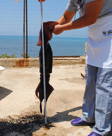 Maddalusa. Trovato sulla spiaggia un totano gigante