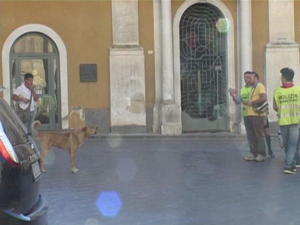 Randagismo. A Favara un cane ha inveito anche contro dei vigili urbani.