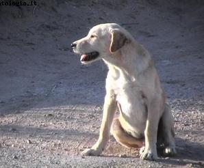 Sciacca: sospeso servizio di recapito postale per colpa dei cani
