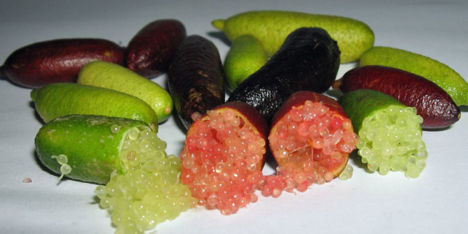 A Favara, dai fratelli Vita, il primo campo in Sicilia di ''Caviale di limone''