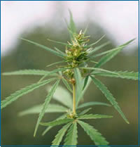 DROGA: Serra per Marijuana in camera da letto. Un arresto