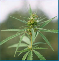 Scoperta piantagione di Marijuana a Licata. Nota si Imbro' dello Spir
