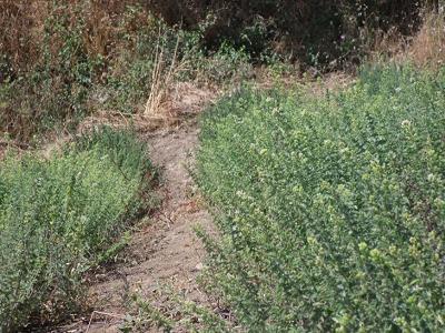 Seminario divulgativo ad Agrigento il 5 Giugno sulle piante officinali. Raccolta di origano a Favara