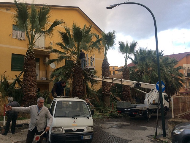 Favara, dopo tanti anni sono state tagliate le maestose palme di via Italia