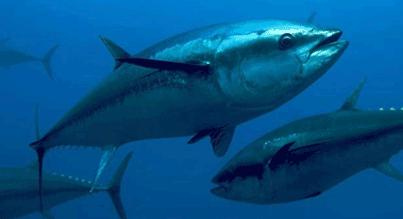 Pesca sportiva – ricreativa del tonno rosso. Il ministero autorizza il proseguo dell'attivita'