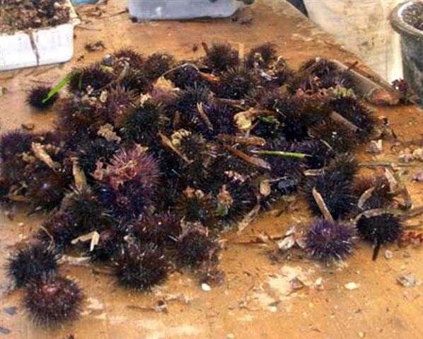 Licata. Sequestrati 5 mila ricci di mare, tre denunce