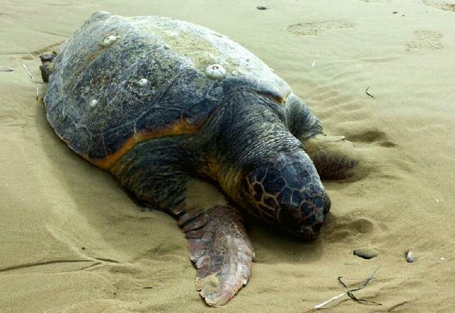 Avvistata tartaruga caretta caretta spiaggiata a Giallonardo