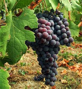 Settore vitivinicolo. Ok della Camera alla proposta di Legge. Soddisfatto l'on. Moscatt