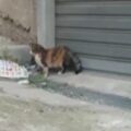 topo e gatto favara salita arquati