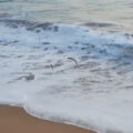 pali di ferro in spiaggia a San Leone