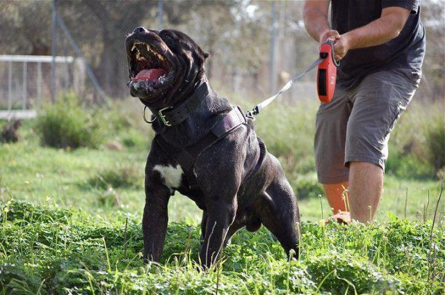 cane corso Ringhia guinzaglio