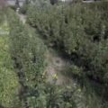 Marijuana operazione Green River