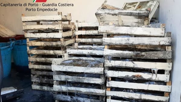cassette di pesce seppie seppia