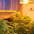marijuana piante palma di montechiaro