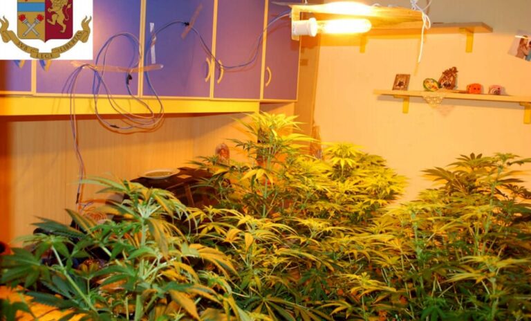 marijuana piante palma di montechiaro