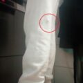 cani randagi aggressione donna russello