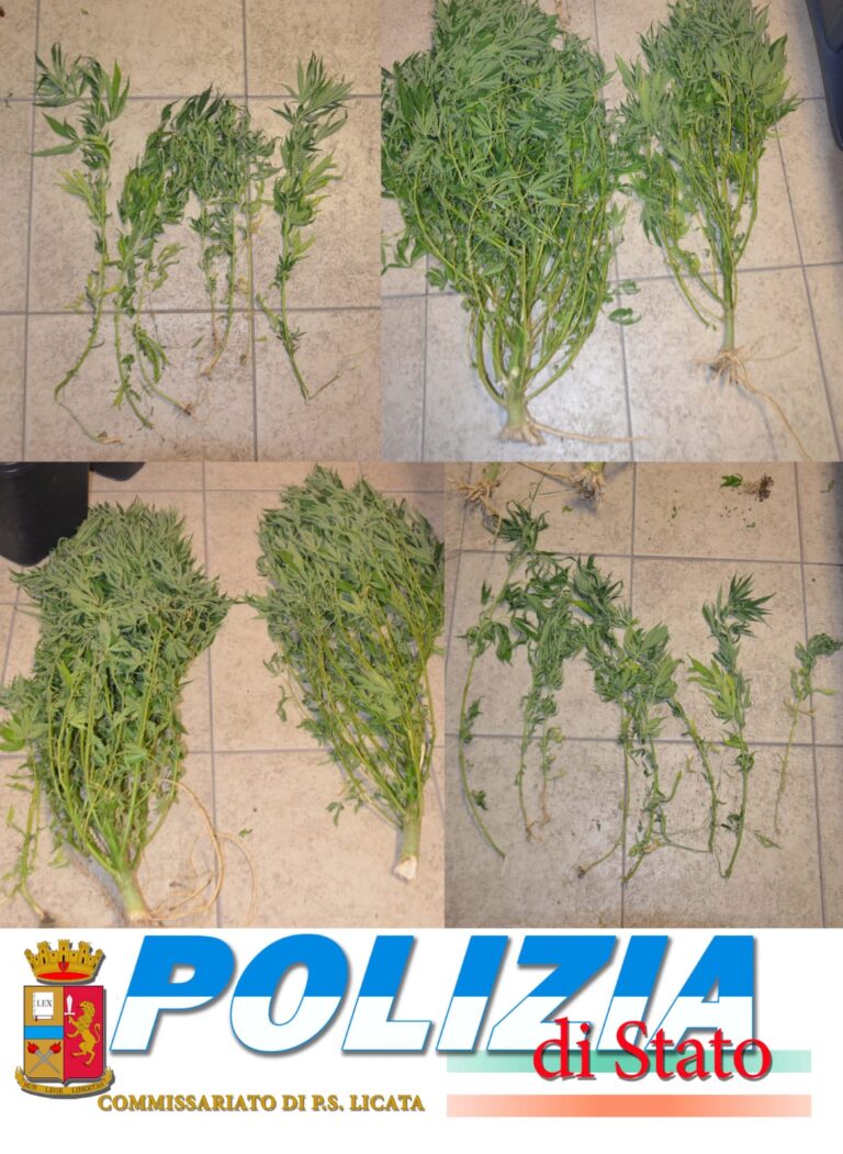 droga marijuana polizia licata giugno 2019 giuseppe zarbo