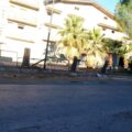 taglio pini piazza lando conti favara 2