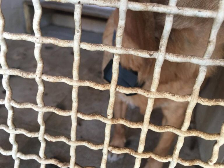 Cane in gabbia con collare elettrico