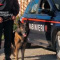 Unità cinofila cane antidroga Lego