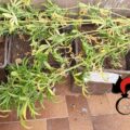 cannabis burgio balcone