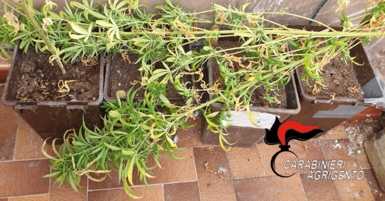 cannabis burgio balcone