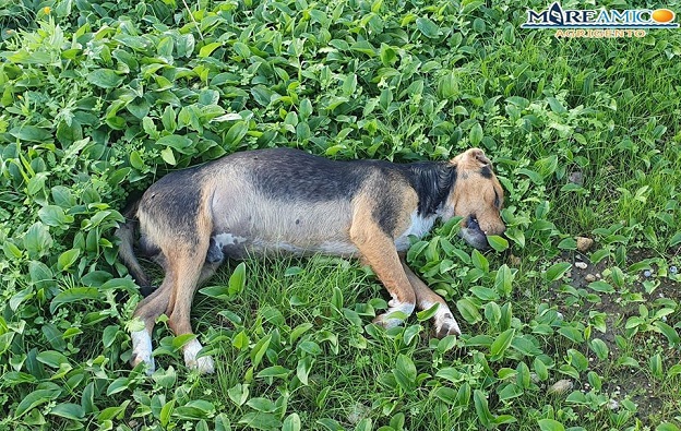Cane morto MareAmico Agrigento