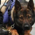 unità cinofila droga cane