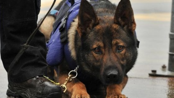 unità cinofila droga cane