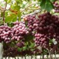 uva vigneto