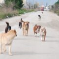 cani randagi