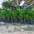 lampedusa alberi ponente